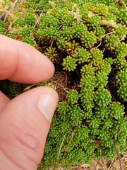 Phyllachne clavigera
