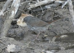 Passerella iliaca schistacea