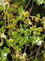 Stellaria recurvata