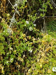 Stellaria recurvata