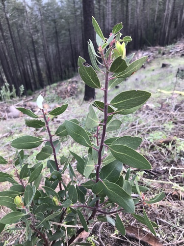 Whiteleaf Manzanita seedling