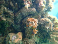 Australostichopus mollis