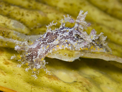 Plocamopherus ceylonicus