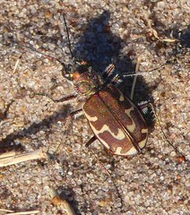 Cicindela repanda repanda