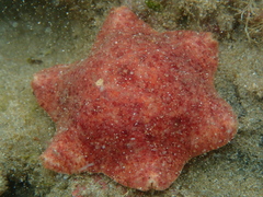 Meridiastra