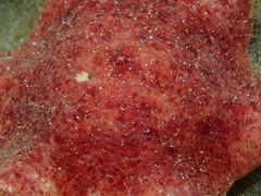 Meridiastra