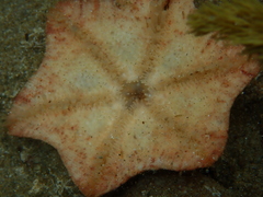 Meridiastra