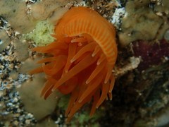 Epiactis australiensis