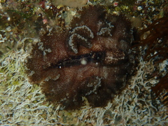 Phrikoceros
