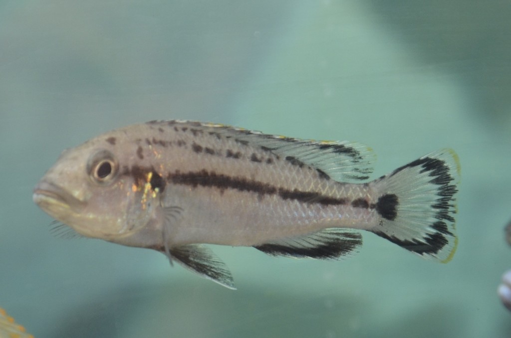 Scaled mbuna (Melanochromis lepidiadaptes) — Cichlidae