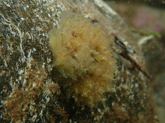 Polybranchia pallens