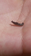 Milacidae