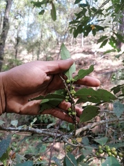 Ilex discolor