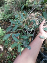 Ilex discolor
