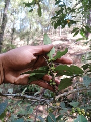 Ilex discolor