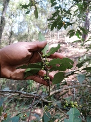 Ilex discolor