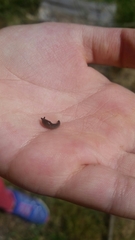 Milacidae