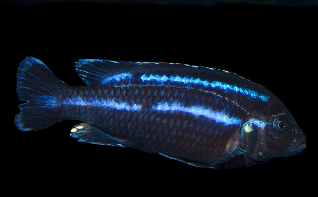 Parallel Striped Mbuna