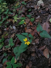 Hymenostephium cordatum