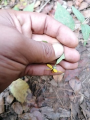 Hymenostephium cordatum