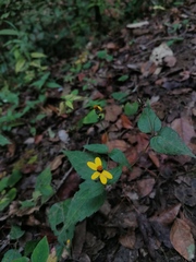 Hymenostephium cordatum