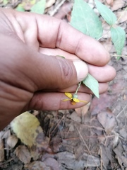 Hymenostephium cordatum