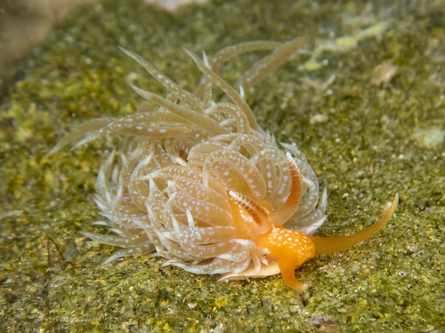 Spurilla braziliana MacFarland, 1909