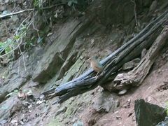 Hydrornis nipalensis