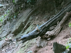 Hydrornis nipalensis