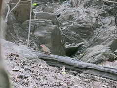 Hydrornis nipalensis