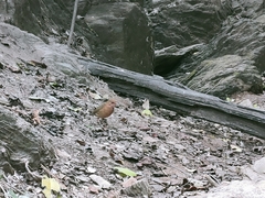 Hydrornis nipalensis