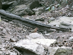 Hydrornis nipalensis