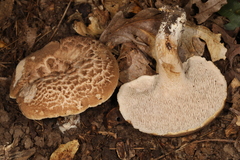 Sarcodon quercinofibulatus