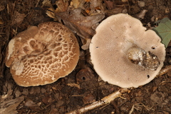 Sarcodon quercinofibulatus