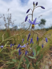 Dianella nervosa