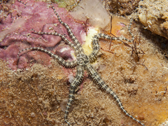 Ophiactis savignyi