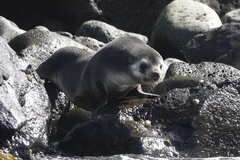 Arctocephalus tropicalis