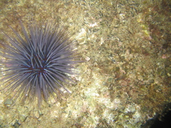 Centrostephanus tenuispinus