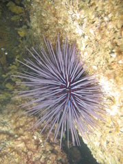 Centrostephanus tenuispinus