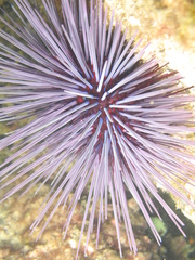 Centrostephanus tenuispinus