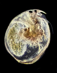 Chydorus