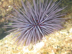 Centrostephanus tenuispinus