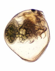 Chydorus
