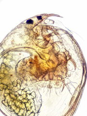 Chydorus