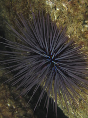 Centrostephanus tenuispinus