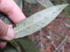 Euthoracaphis umbellulariae