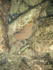 Australostichopus mollis