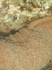 Australostichopus mollis