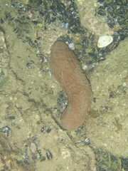 Australostichopus mollis