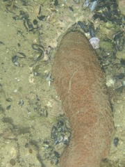 Australostichopus mollis